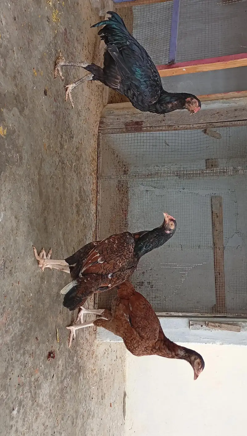 haldi pure aseel hens for sale — photo 2