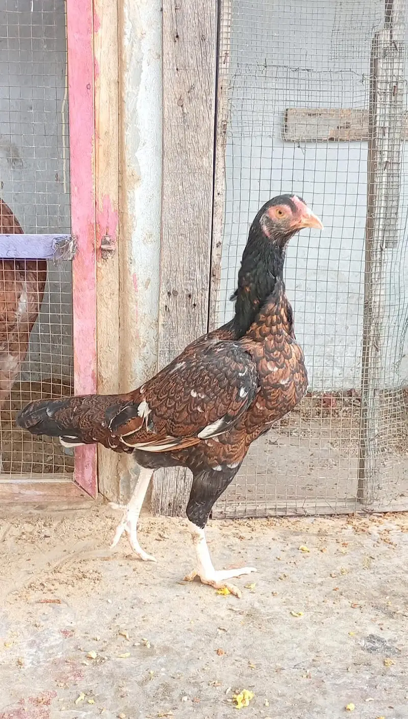 haldi pure aseel hens for sale — photo 3