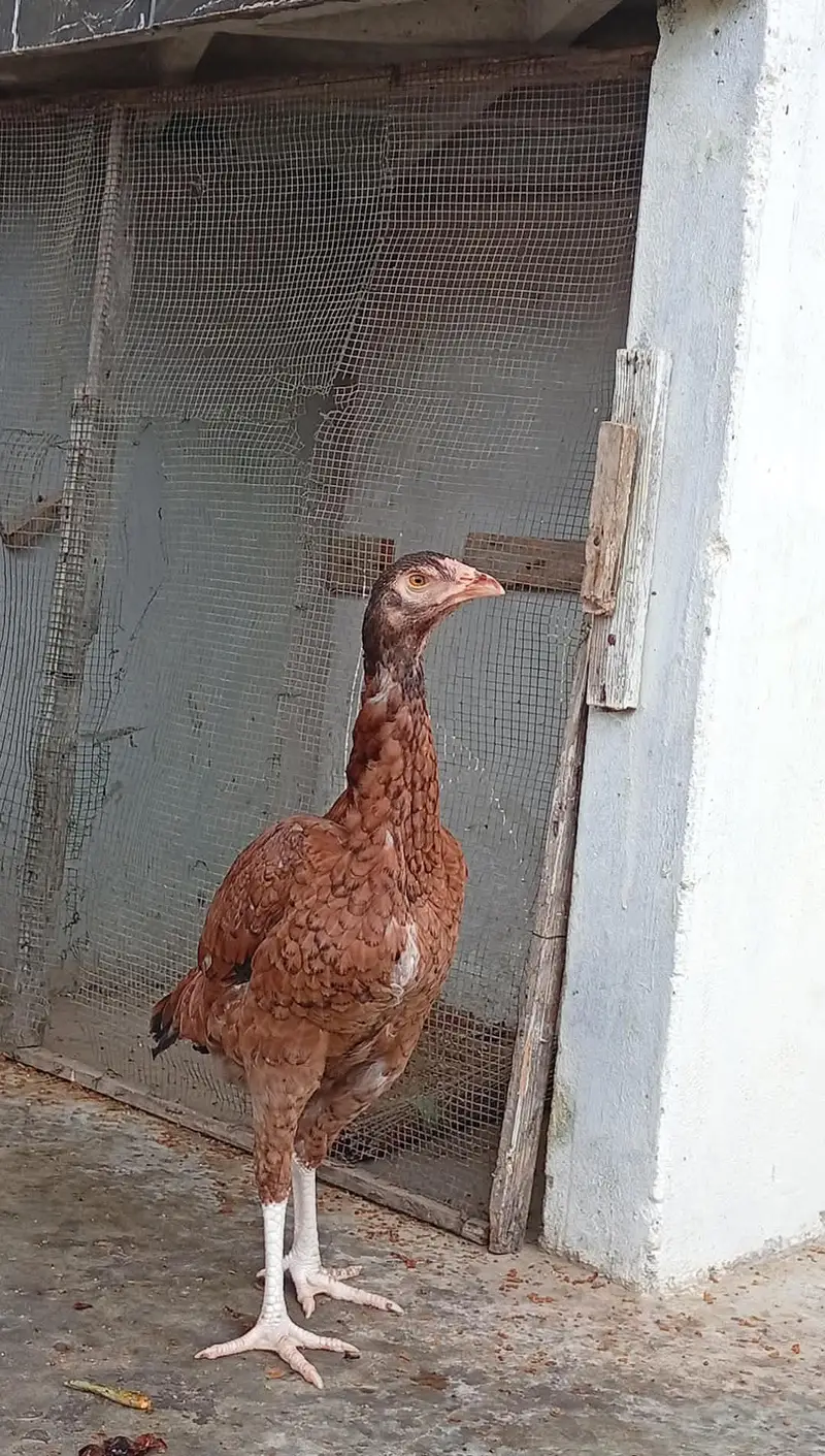 haldi pure aseel hens for sale — photo 4