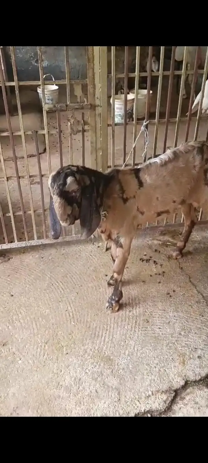 Bakra for sale — photo 3