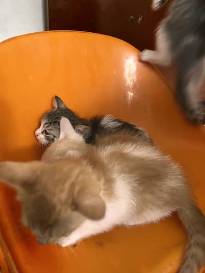 Fluffy mother cat with 5 cute kittens