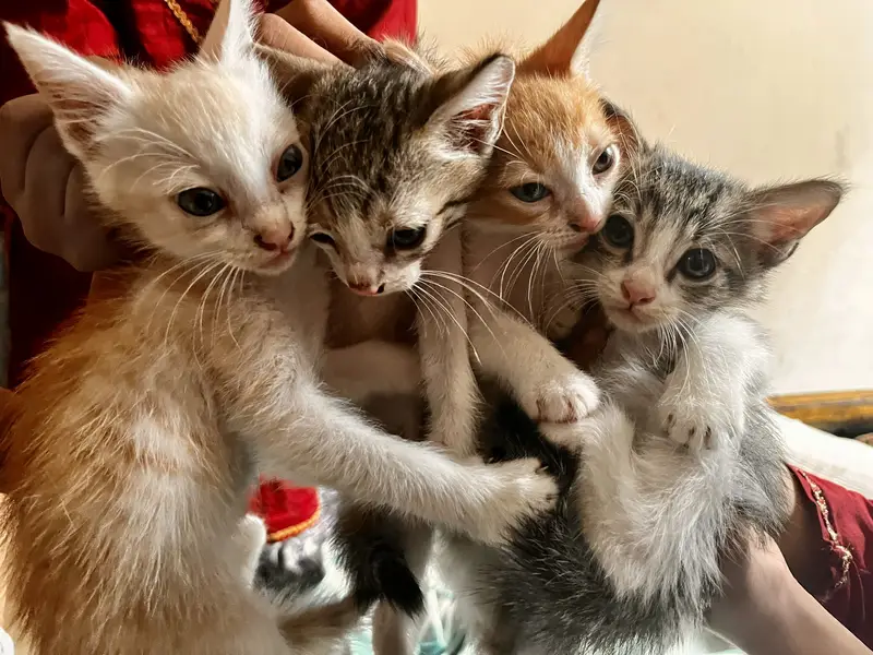 Fluffy mother cat with 5 cute kittens — photo 3