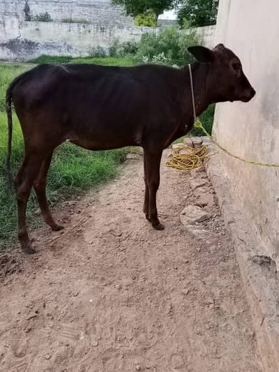 خوبصورت بچھڑی برائے فروخت