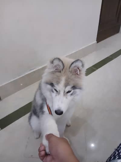 siberian huskey dog