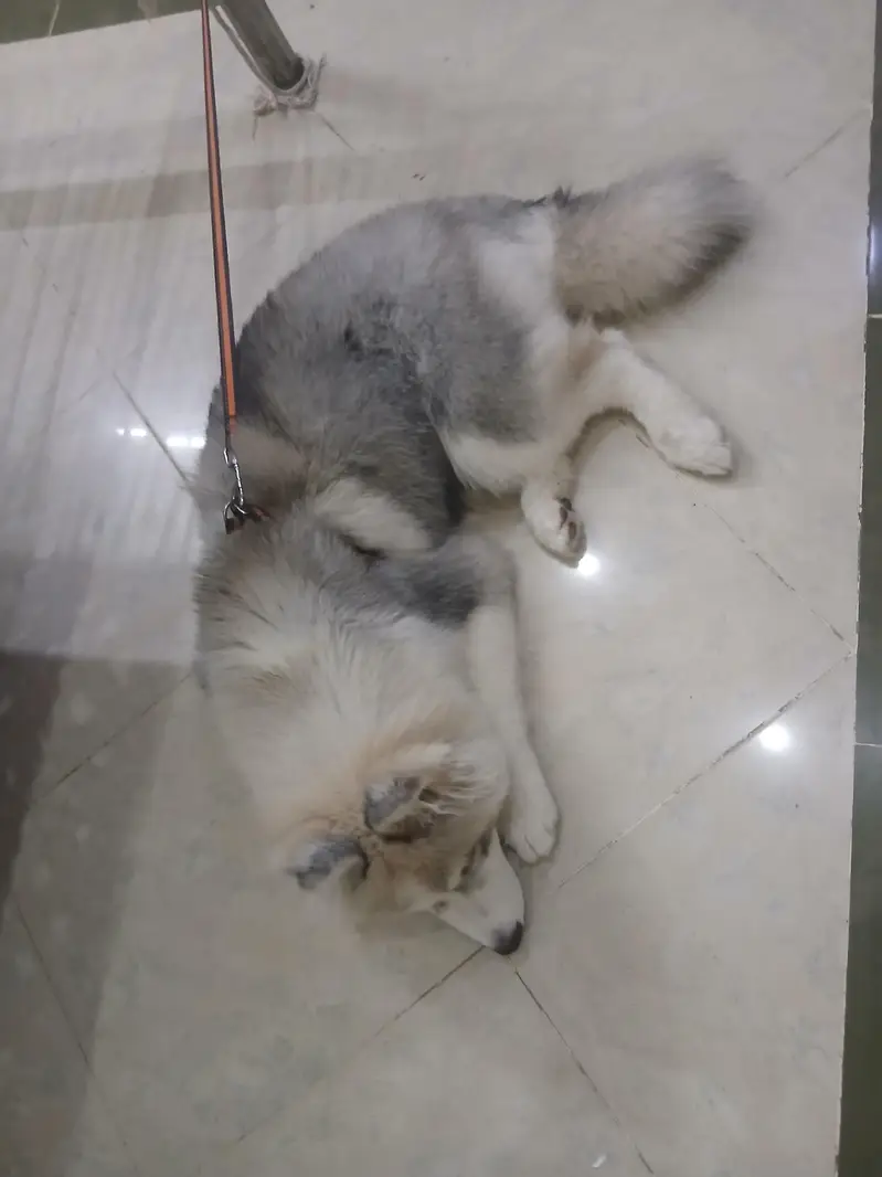 siberian huskey dog — photo 2