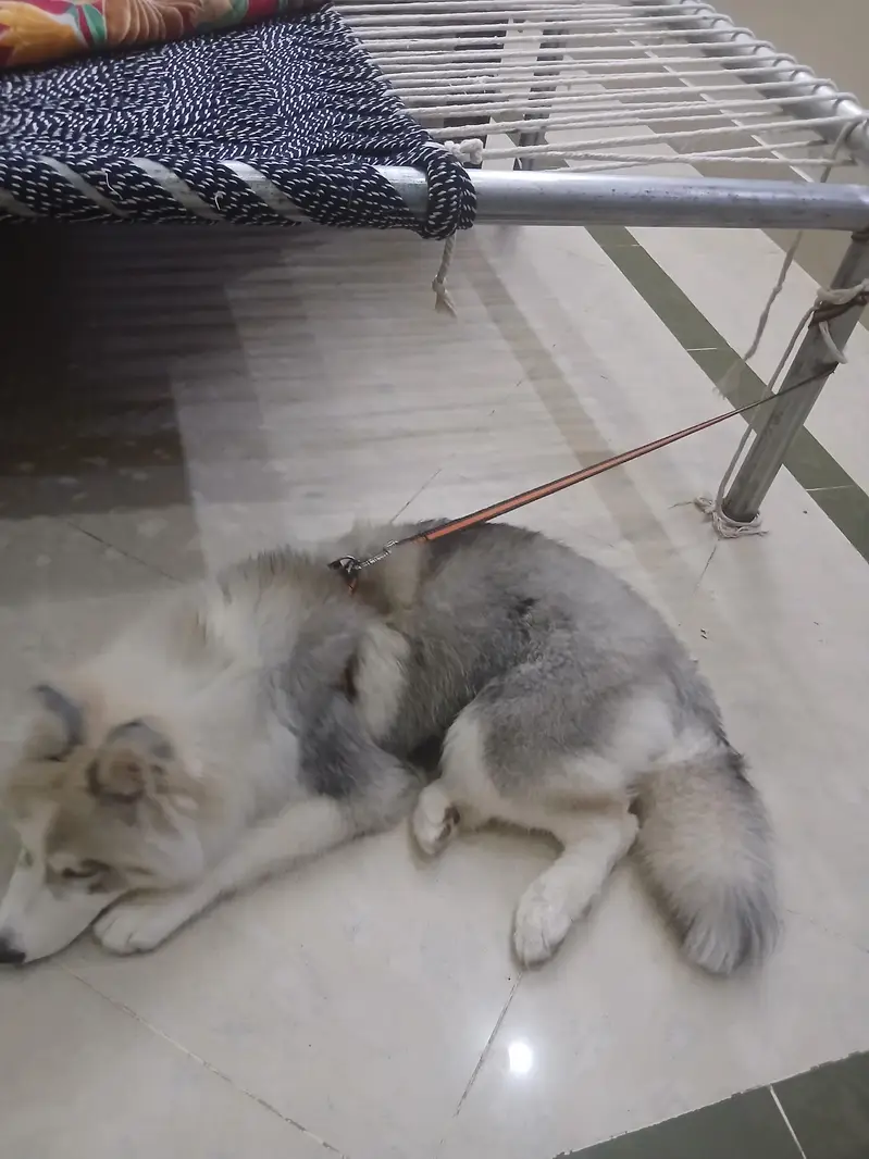 siberian huskey dog — photo 3