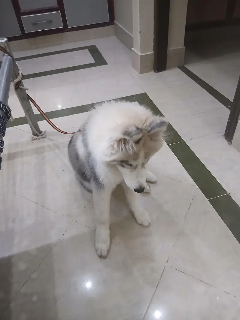 siberian huskey dog — photo 4