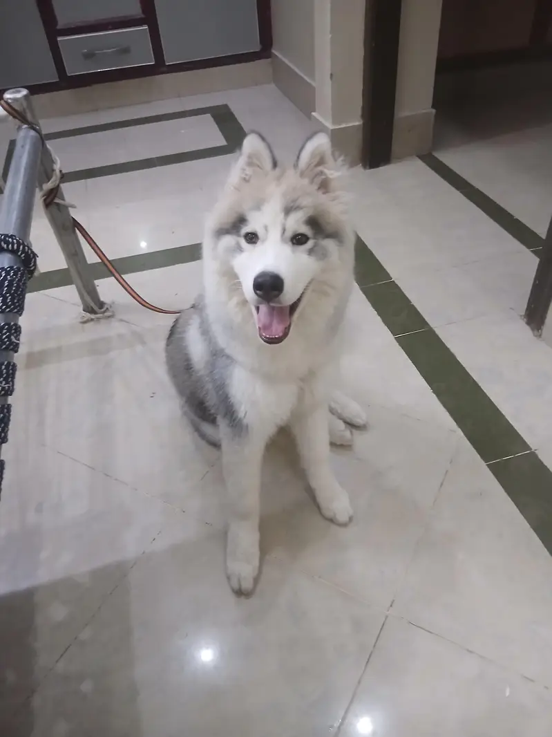 siberian huskey dog — photo 5