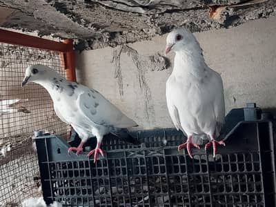 High quality Qasid pigeon for sale