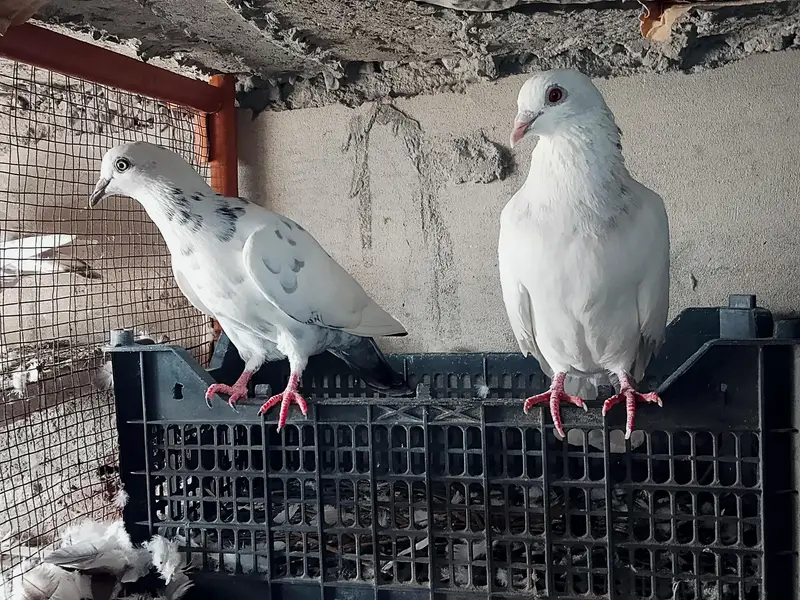 High quality Qasid pigeon for sale — photo 2