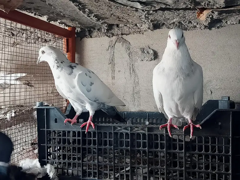 High quality Qasid pigeon for sale — photo 3