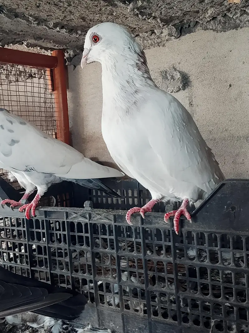 High quality Qasid pigeon for sale — photo 4