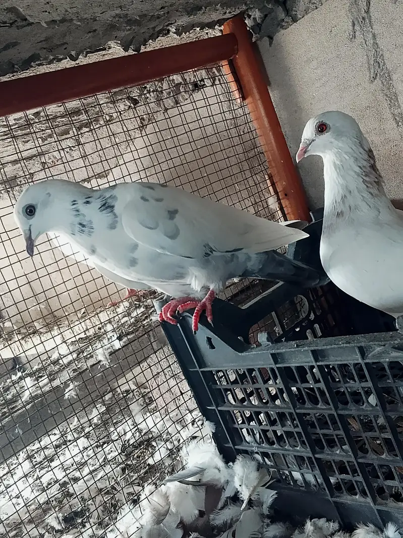High quality Qasid pigeon for sale — photo 5