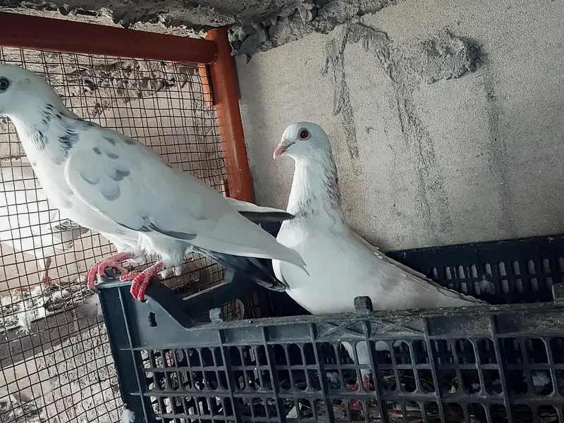 High quality Qasid pigeon for sale — photo 6