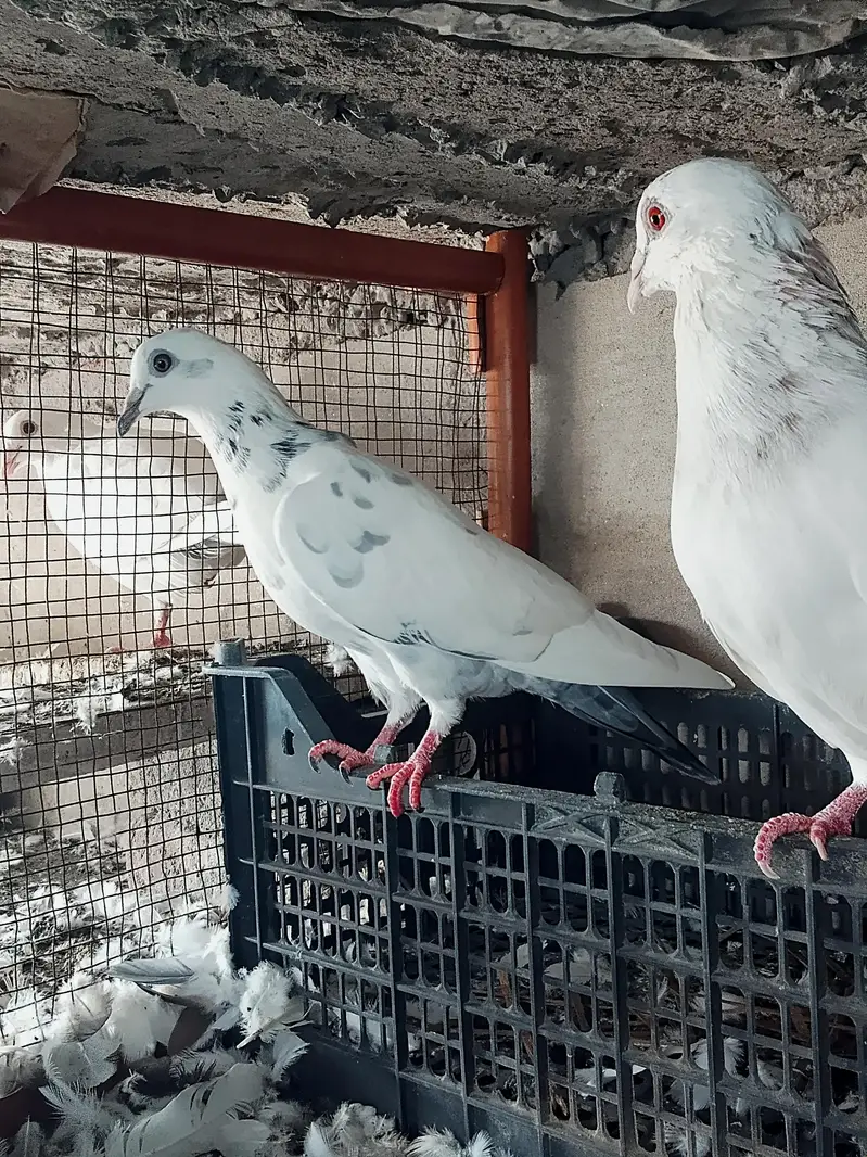 High quality Qasid pigeon for sale — photo 7
