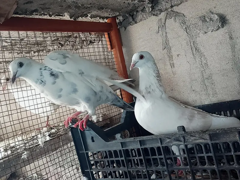 High quality Qasid pigeon for sale — photo 8