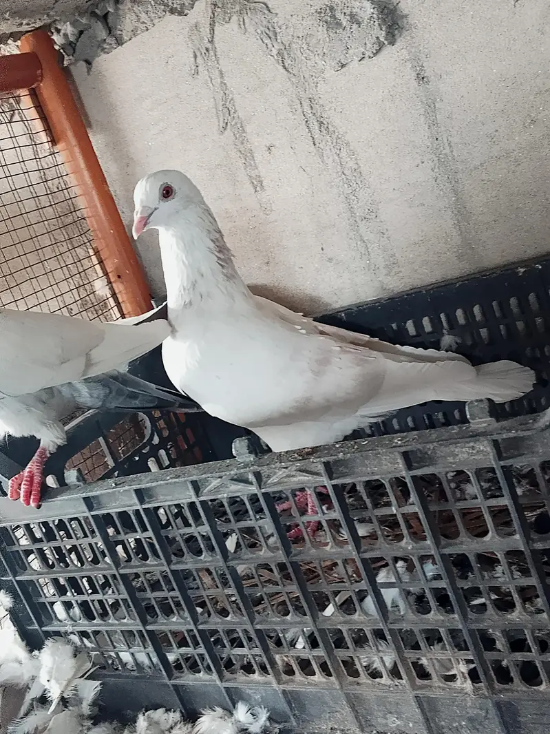 High quality Qasid pigeon for sale — photo 9