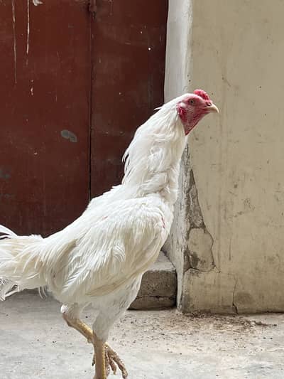 Pure White Aseel available for sale