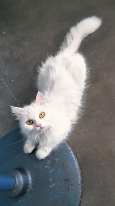 Persian female cat healthy and active