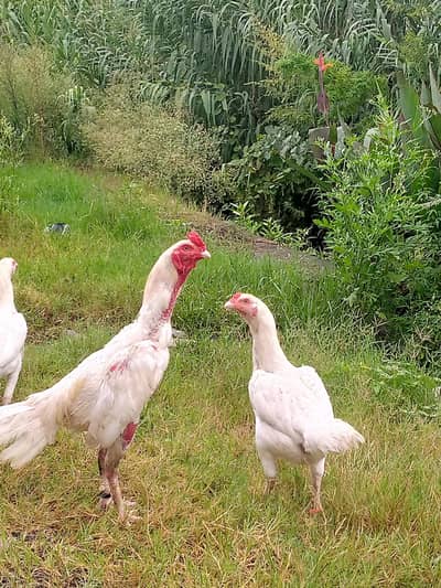 Heera Aseel breeder pair