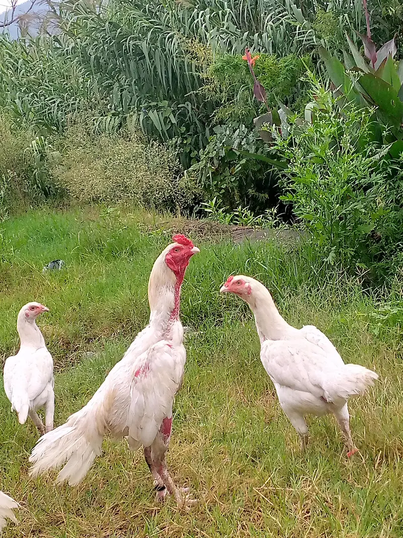 Heera Aseel breeder pair — photo 2