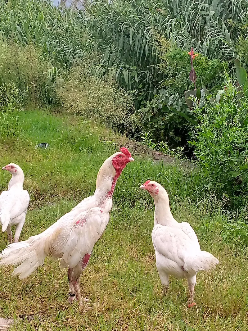 Heera Aseel breeder pair — photo 3