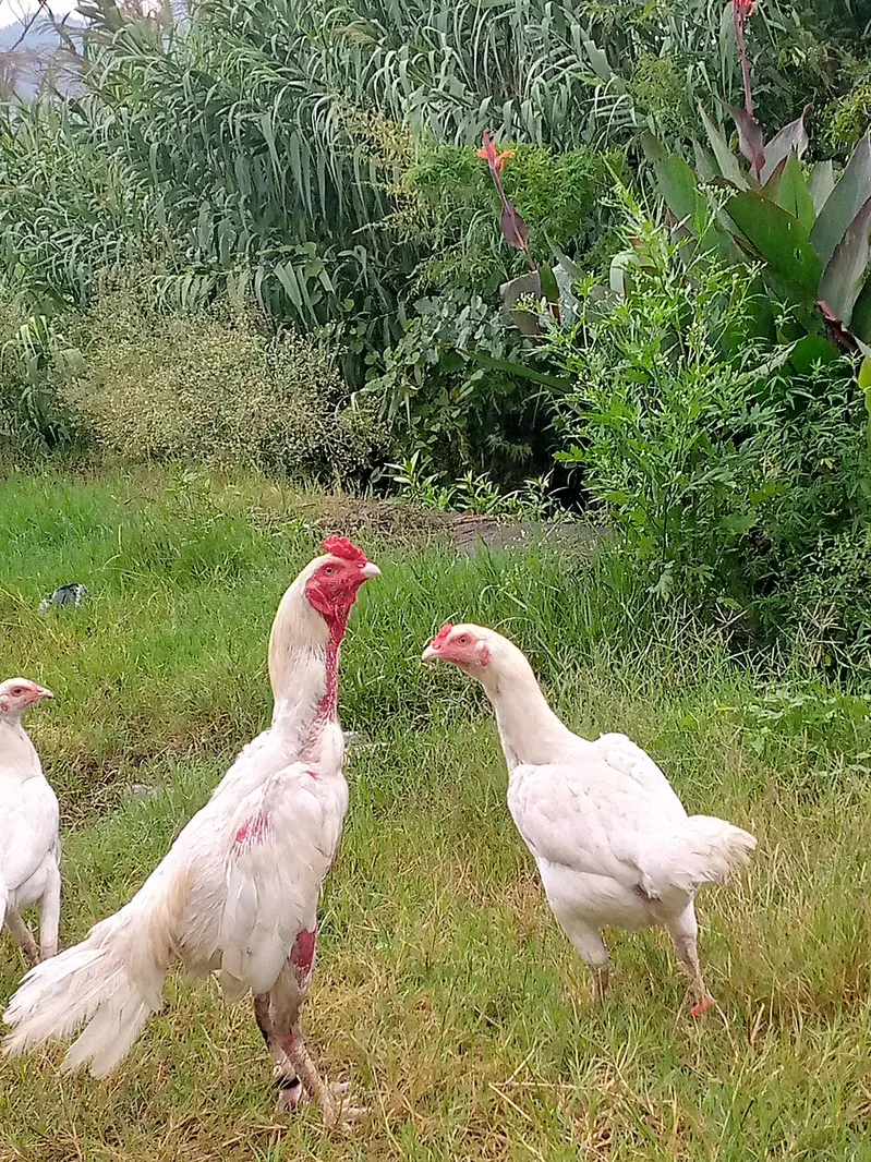 Heera Aseel breeder pair — photo 4