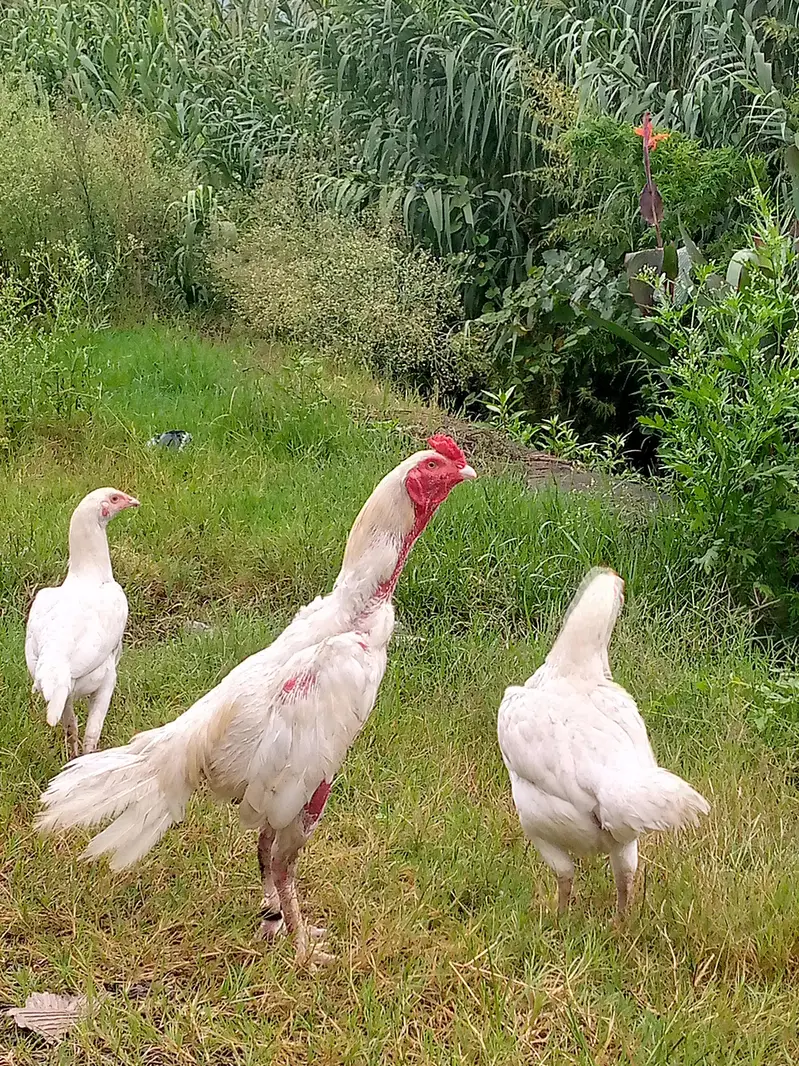 Heera Aseel breeder pair — photo 5