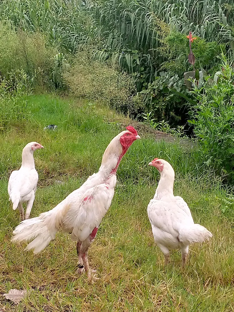 Heera Aseel breeder pair — photo 6