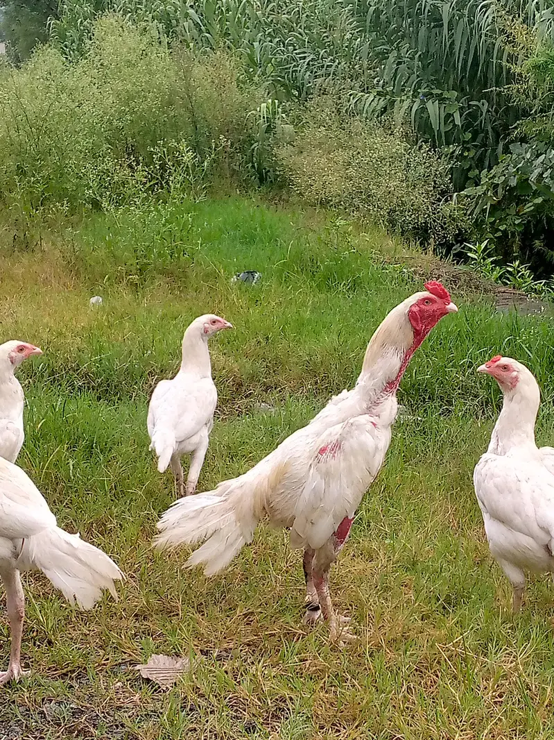 Heera Aseel breeder pair — photo 7