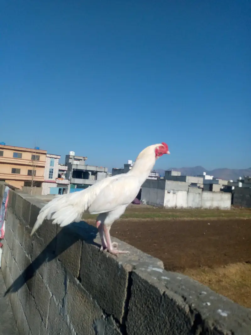 Heera Aseel breeder pair — photo 8