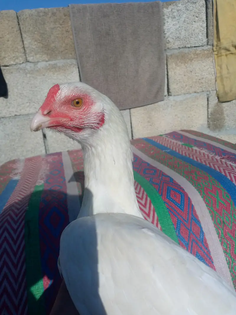 Heera Aseel breeder pair — photo 9