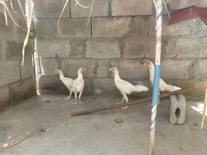 Heera Aseel breeder pair — photo 10