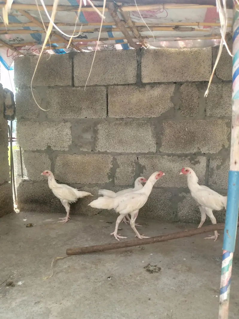 Heera Aseel breeder pair — photo 11