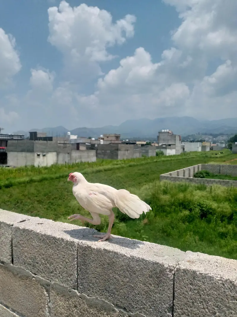 Heera Aseel breeder pair — photo 12