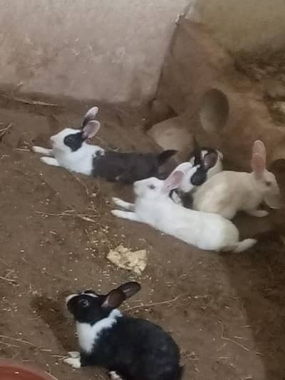 Rabbit For Sale