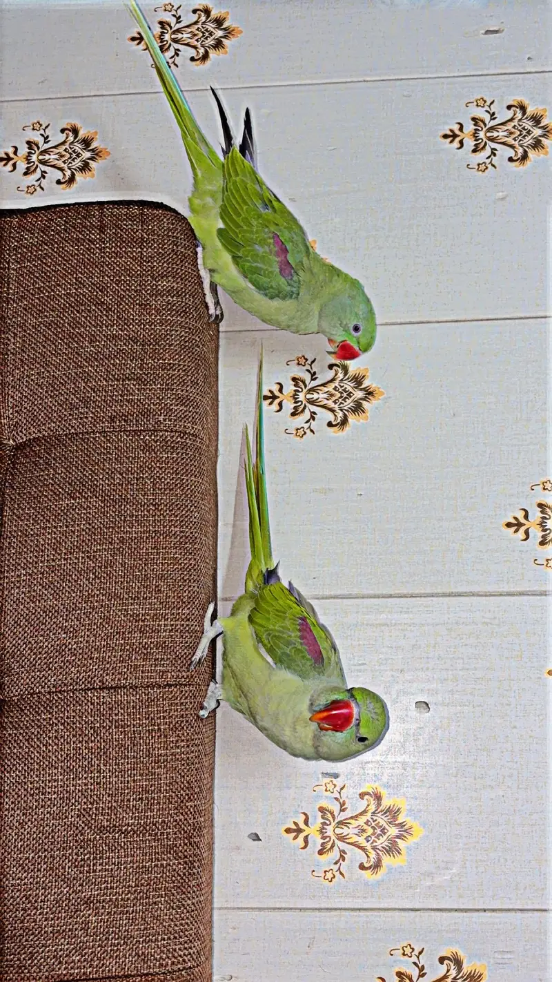 Alexander parrot pair — photo 2