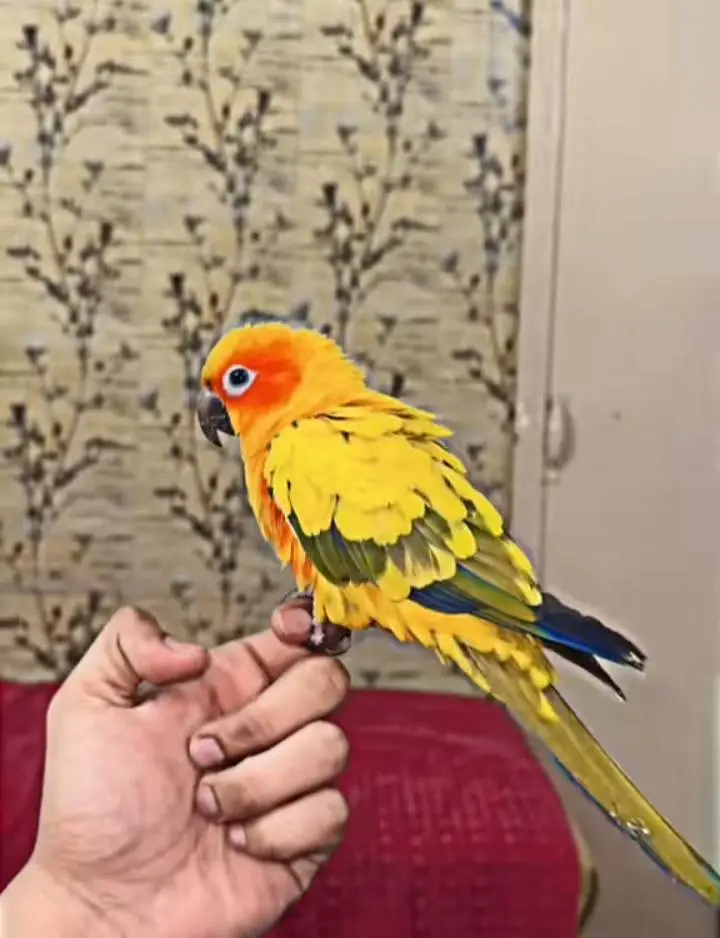 Alexander parrot pair — photo 3
