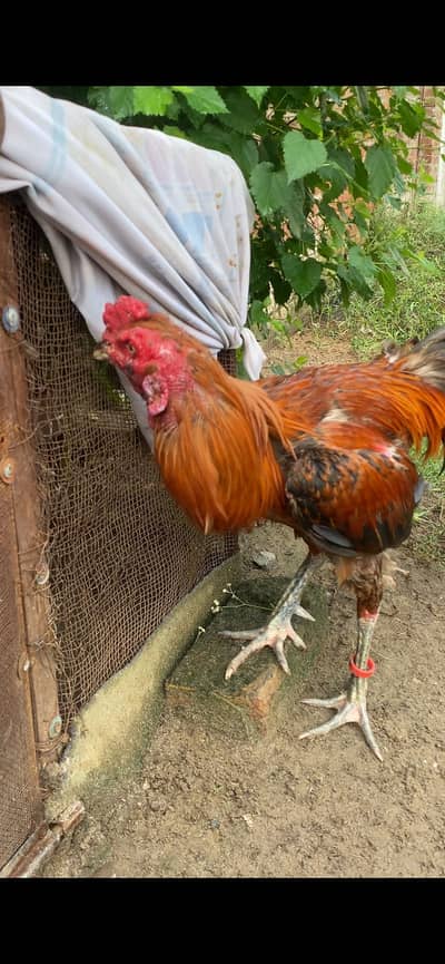 Burmi imported murga far sale breeder her kisam ki granti