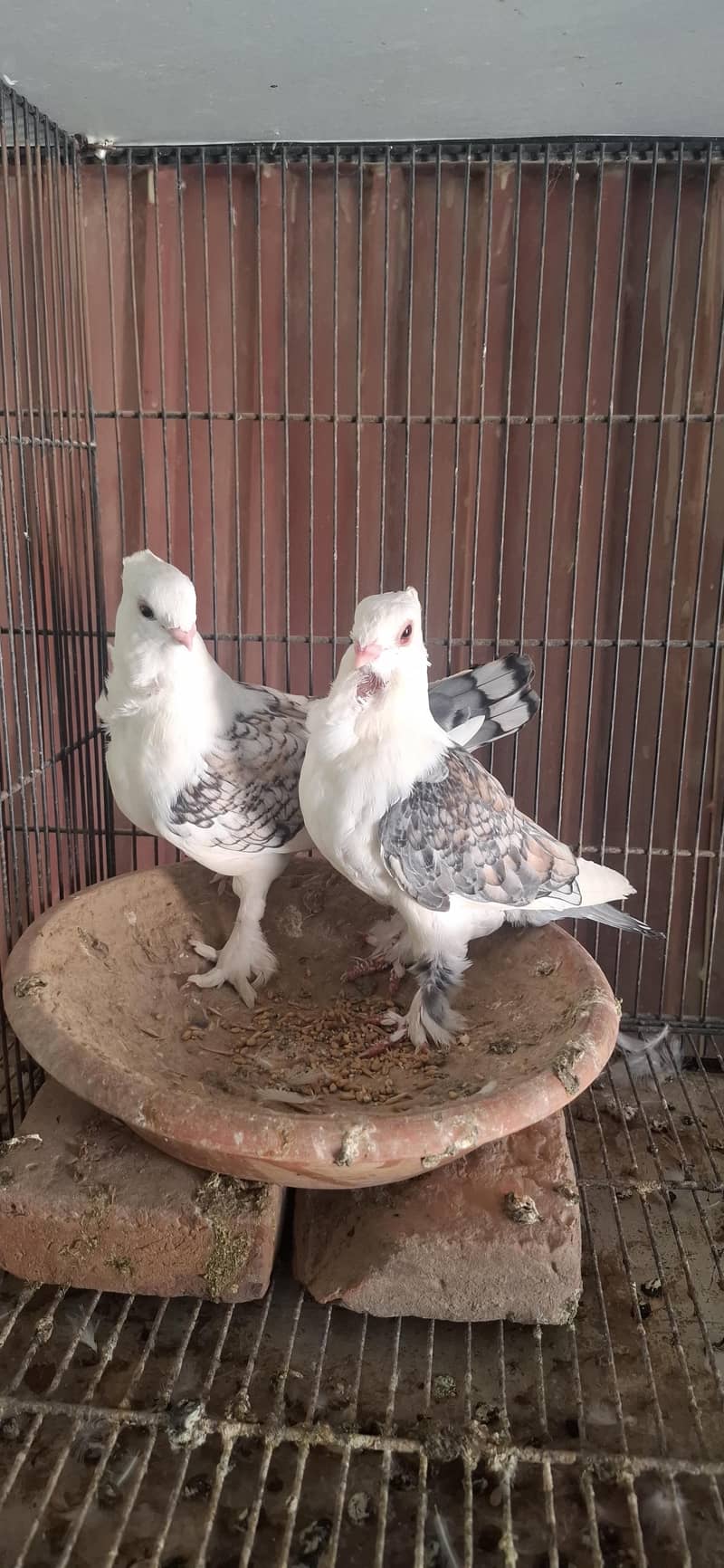Setient pair 0