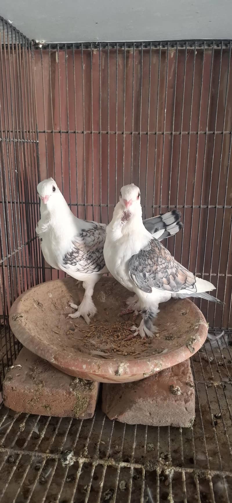Setient pair 1