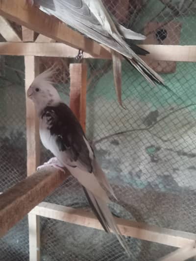 Cocktail breeder pair healthy or active