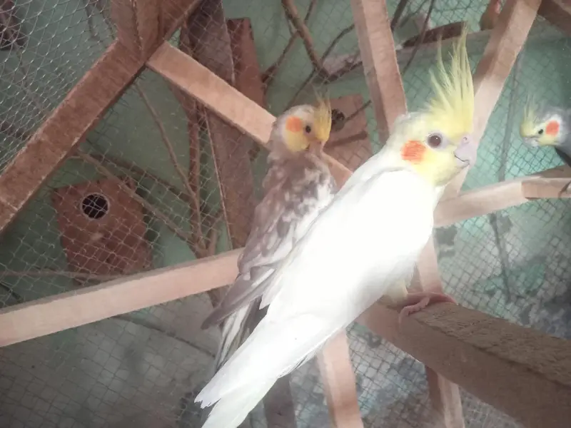 Cocktail breeder pair healthy or active — photo 4