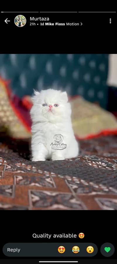 Persian Peaky Face Male Cat Available for Sale