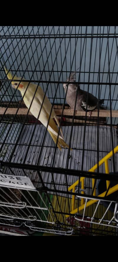 Cockatiel Pair