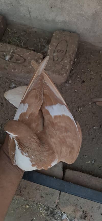lal sherazi 3 breeder pair 2500 par pair