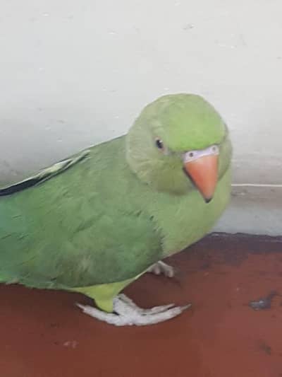 pair of hand tame parrot with new cage