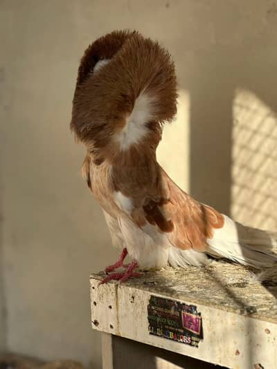 jacobine white amrican lahore sherazi