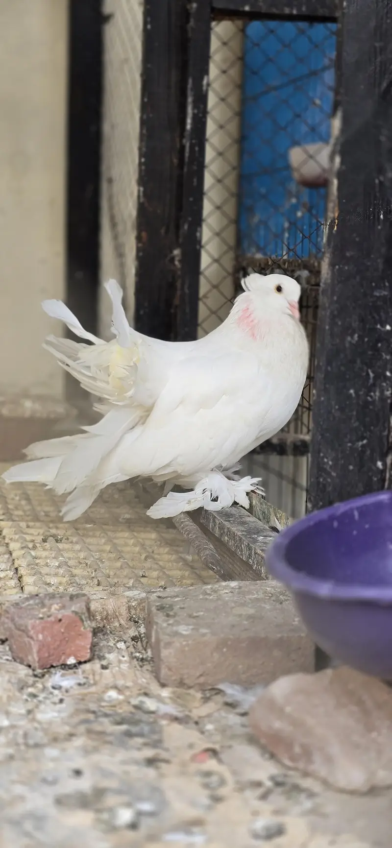 jacobine white amrican lahore sherazi — photo 6