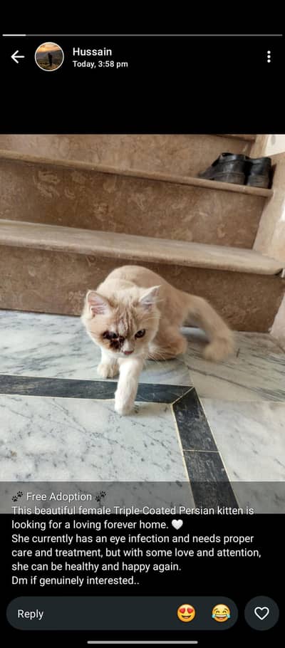 brown Persian cat triple coated 0/3/4/6/0/5/2/1/6/0/4